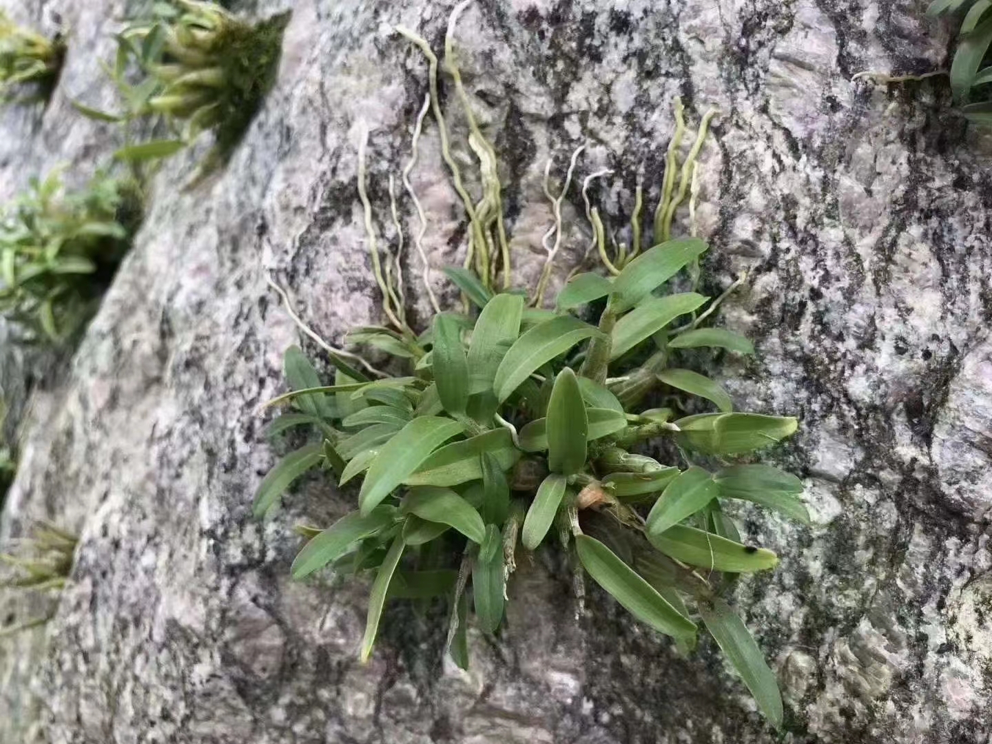 正宗霍山特级米斛